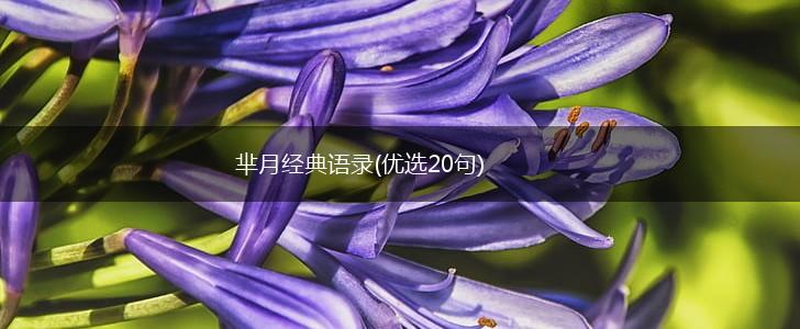 芈月经典语录(优选20句),第1张