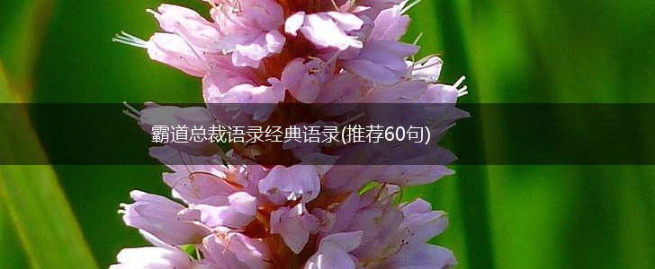 霸道总裁语录经典语录(推荐60句),第1张