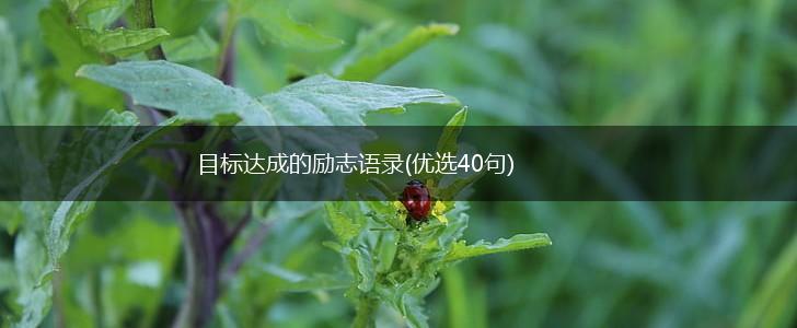 目标达成的励志语录(优选40句),第1张 目标达成的励志语录(优选40句),第1张