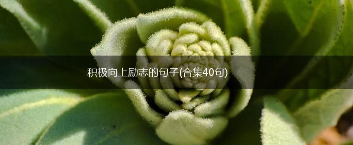 积极向上励志的句子(合集40句),第1张 积极向上励志的句子(合集40句),第1张