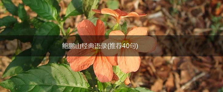 鲍鹏山经典语录(推荐40句),第1张