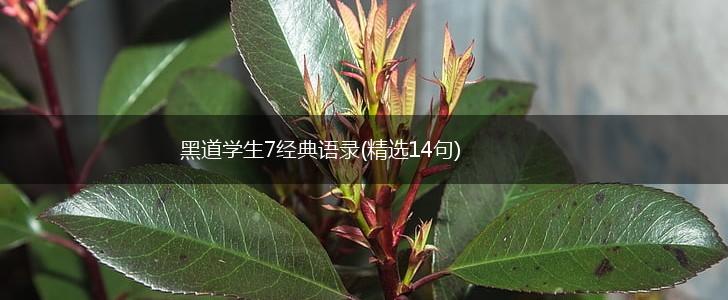 黑道学生7经典语录(精选14句),第1张