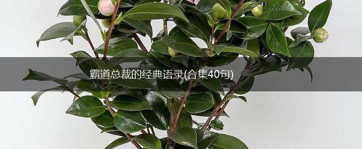 霸道总裁的经典语录(合集40句),第1张