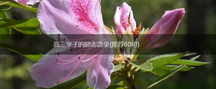 高三学子的励志语录(推荐60句),第1张