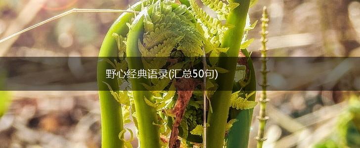 野心经典语录(汇总50句),第1张