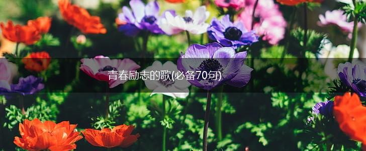 青春励志的歌(必备70句),第1张