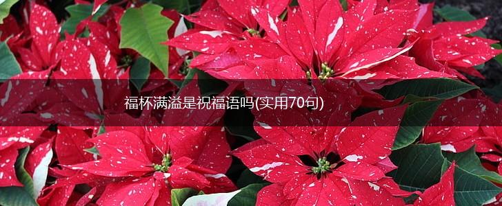 福杯满溢是祝福语吗(实用70句),第1张