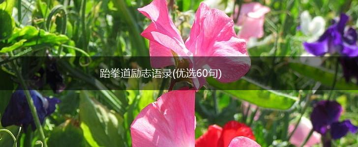 跆拳道励志语录(优选60句),第1张
