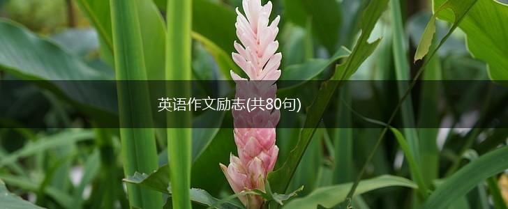 英语作文励志(共80句),第1张