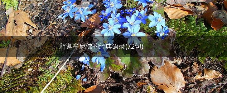 释迦牟尼佛的经典语录(72句),第1张