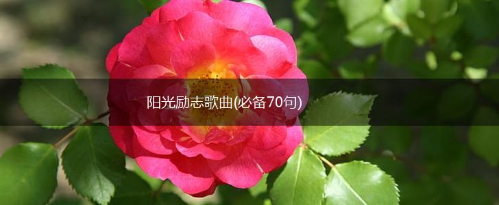 阳光励志歌曲(必备70句),第1张