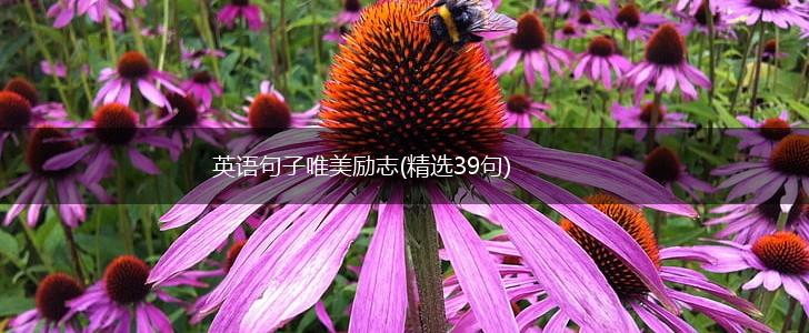 英语句子唯美励志(精选39句),第1张