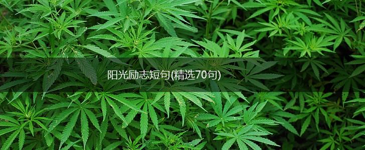 阳光励志短句(精选70句),第1张