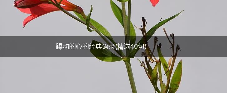 躁动的心的经典语录(精选40句),第1张
