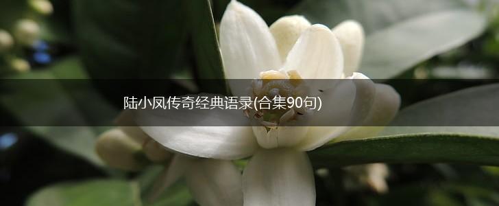 陆小凤传奇经典语录(合集90句),第1张