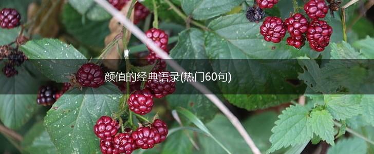 颜值的经典语录(热门60句),第1张
