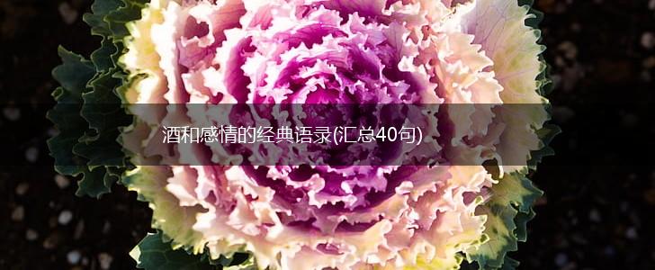酒和感情的经典语录(汇总40句),第1张