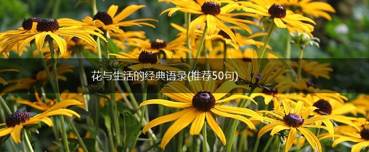 花与生活的经典语录(推荐50句),第1张