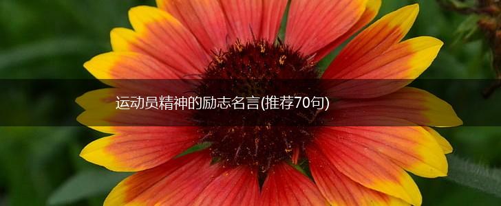运动员精神的励志名言(推荐70句),第1张