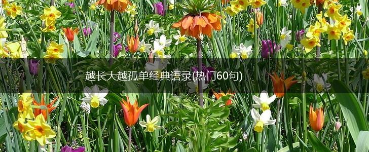 越长大越孤单经典语录(热门60句),第1张