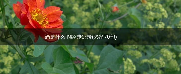 酒是什么的经典语录(必备70句),第1张