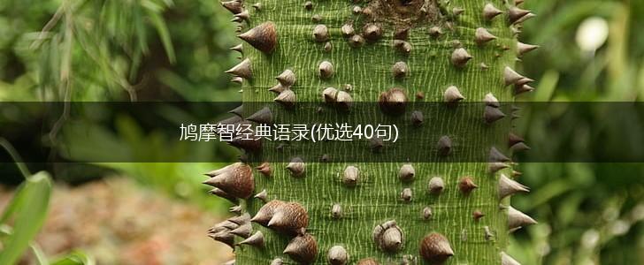 鸠摩智经典语录(优选40句),第1张