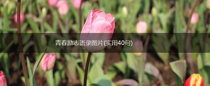 青春励志语录图片(实用40句),第1张