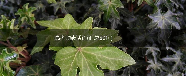 高考励志话语(汇总80句),第1张