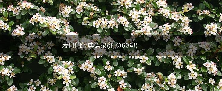 表白的经典语录(汇总60句),第1张