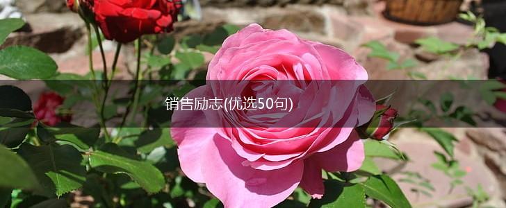 销售励志(优选50句),第1张