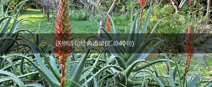 送别诗句经典语录(汇总40句),第1张