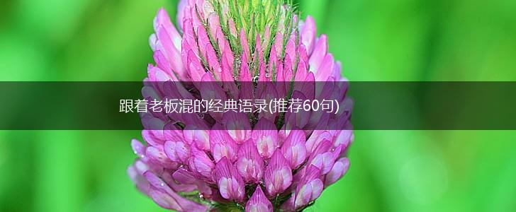 跟着老板混的经典语录(推荐60句),第1张