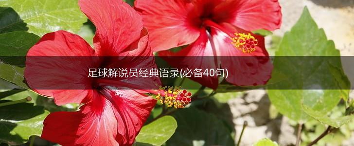 足球解说员经典语录(必备40句),第1张