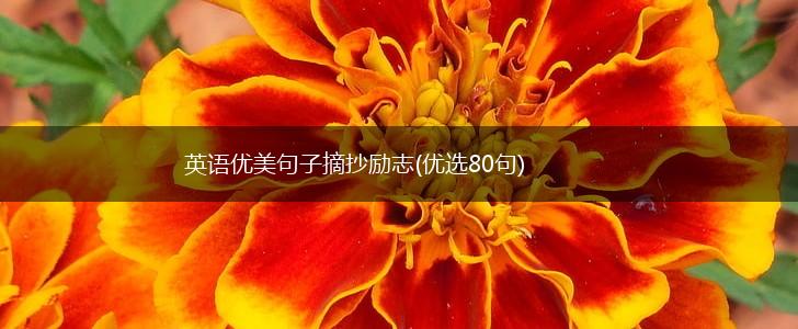 英语优美句子摘抄励志(优选80句),第1张
