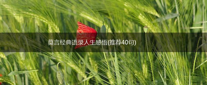 莫言经典语录人生感悟(推荐40句),第1张