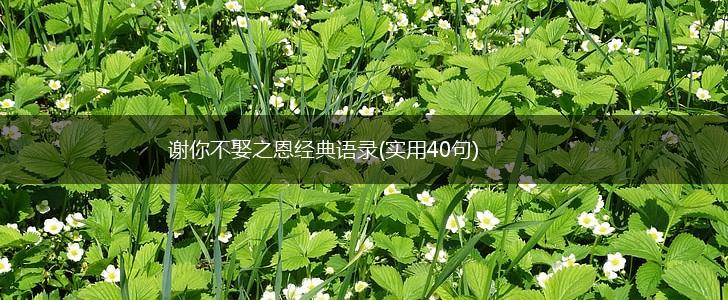 谢你不娶之恩经典语录(实用40句),第1张