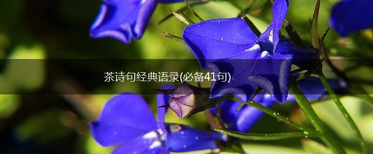 茶诗句经典语录(必备41句),第1张