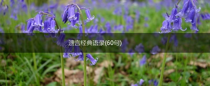 遗言经典语录(60句),第1张