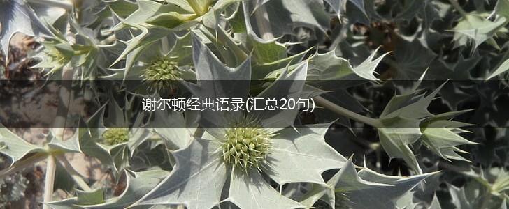 谢尔顿经典语录(汇总20句),第1张