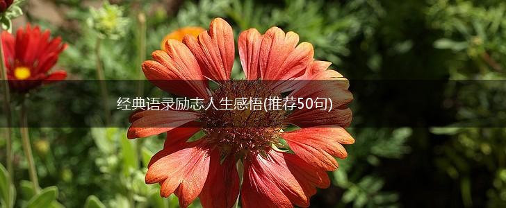 经典语录励志人生感悟(推荐50句),第1张 经典语录励志人生感悟(推荐50句),第1张