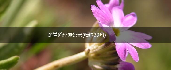 跆拳道经典语录(精选39句),第1张