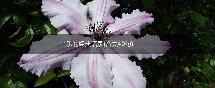 音乐的经典语录(合集40句),第1张