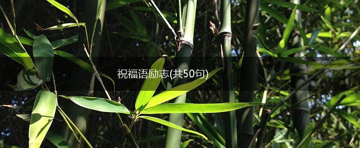 祝福语励志(共50句),第1张 祝福语励志(共50句),第1张