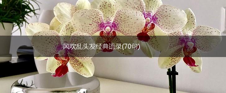 风吹乱头发经典语录(70句),第1张