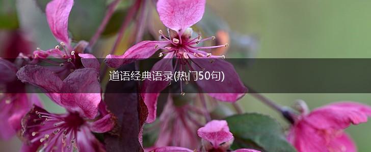 道语经典语录(热门50句),第1张 道语经典语录(热门50句),第1张