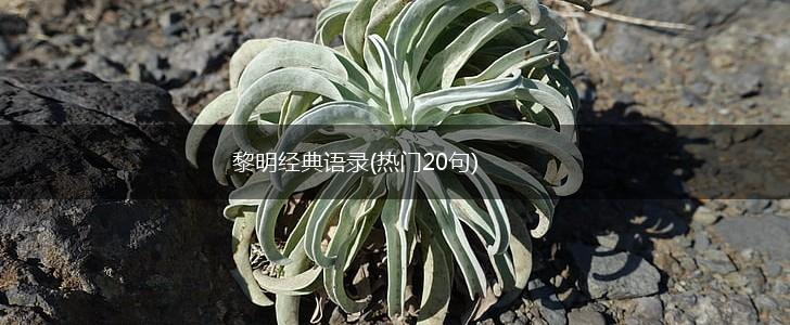黎明经典语录(热门20句),第1张