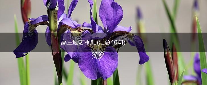 高三励志视频(汇总40句),第1张