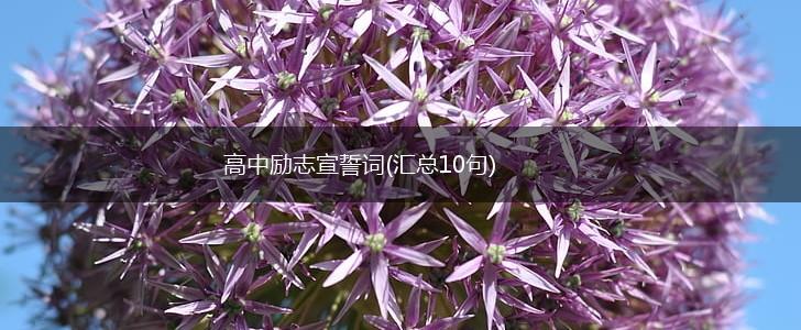 高中励志宣誓词(汇总10句),第1张