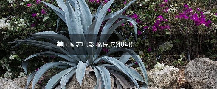 美国励志电影 橄榄球(40句),第1张 美国励志电影 橄榄球(40句),第1张