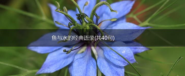 鱼与水的经典语录(共40句),第1张